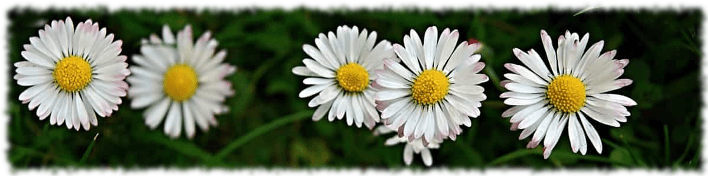 daisies